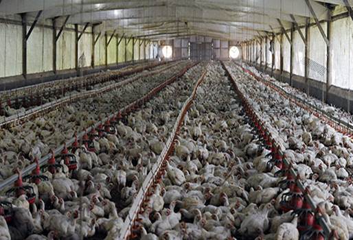 Картинки по запросу 12 poultry farms