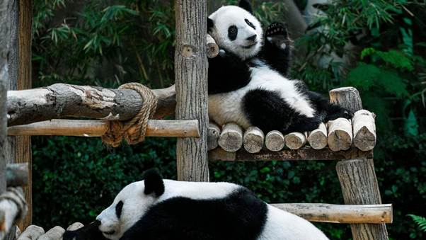 Pandaer som disse kommer snart til København -men der skal først særlige træer til.