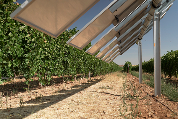 Iberdrola pone en marcha en Toledo la primera planta agrovoltaica  inteligente de Espa&ntilde;a - Iberdrola