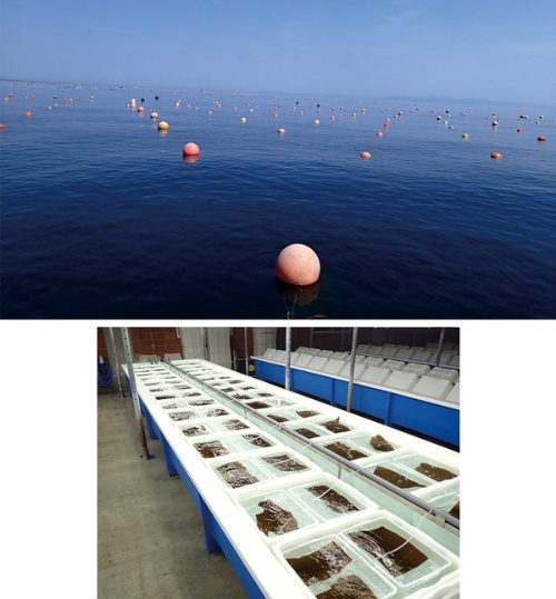 ENEOS는 홋카이도 오쿠지리초와 연계해, 「블루 카본」의 대규모 창출을 향해, 해역의 조사나 콤브의 양식 시험에 착수했다(사진=ENEOS 제공)