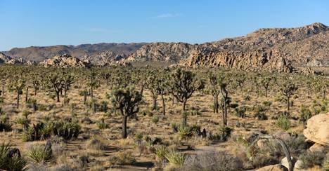 Basic Information - Joshua Tree National Park (U.S. National Park Service)